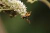 Leopoldius sp.